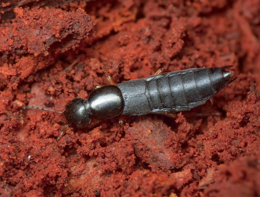 Ocypus brunnipes (Fabricius, 1781)